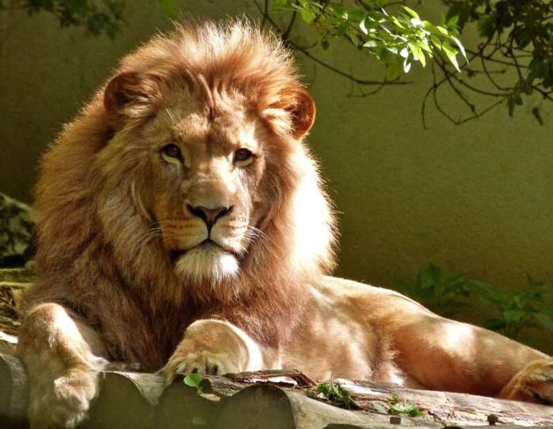 Tigres, leones y gorilas de zoológicos dan positivo a Covid-19