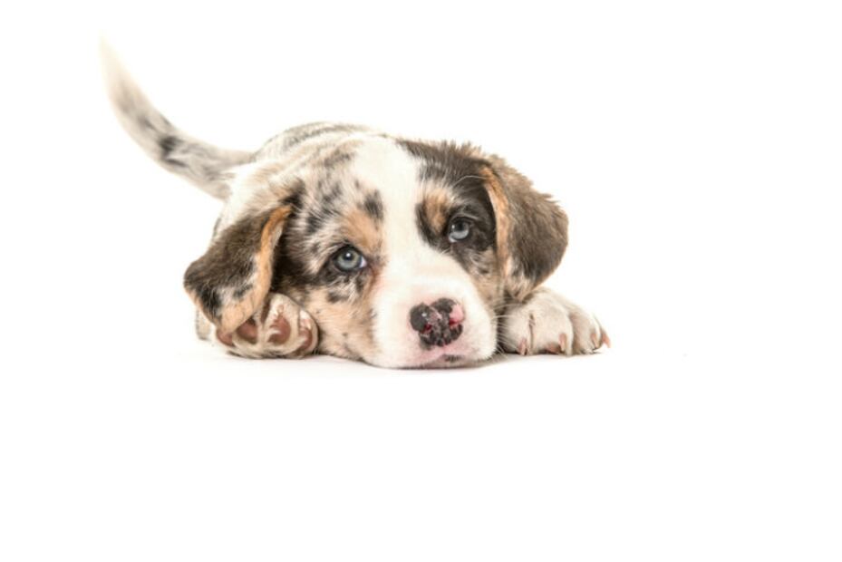 ¿Cuál es la edad ideal para esterilizar a tu perro?