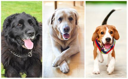 Las 10 mejores razas de perros