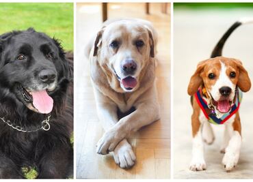 Las 10 mejores razas de perros