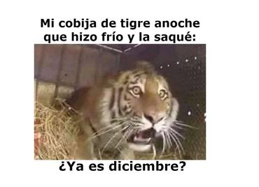 Los 10 mejores memes para recibir DICIEMBRE 2020