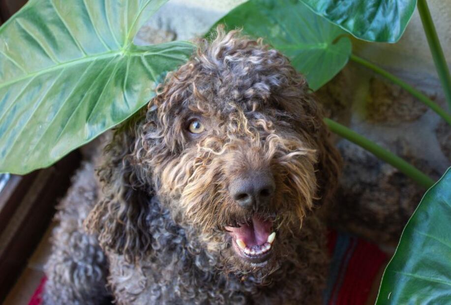 Las 10 razas de perros más inteligentes del mundo