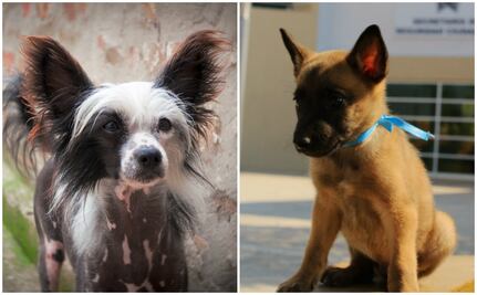 10 razas de perro que todo mundo confunde