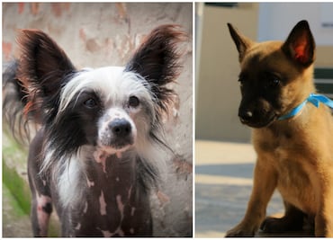 10 razas de perro que todo mundo confunde