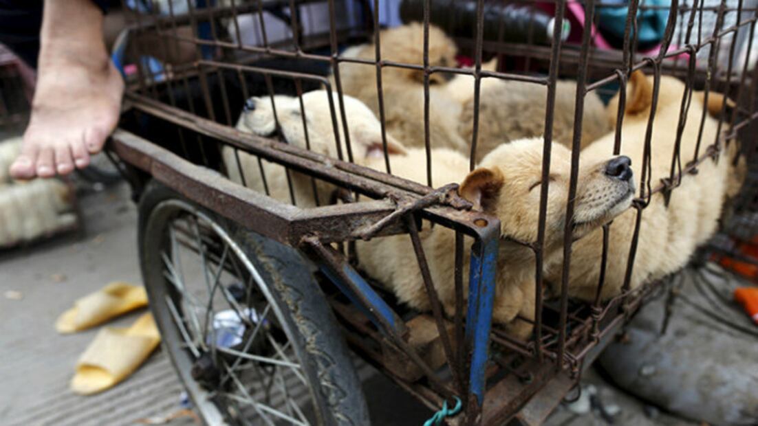 Comer carne de perro, el peor crimen en Occidente 