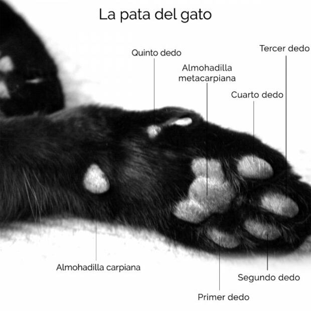 Gatos: 10 inesperados datos sobre las patitas de tu minino