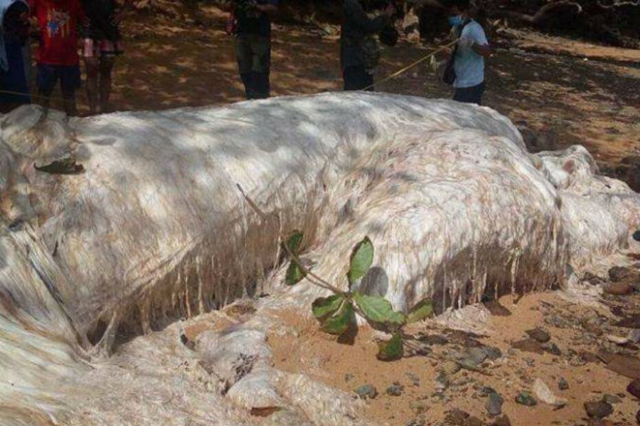 10 extrañas criaturas que han aparecido alrededor del mundo 
