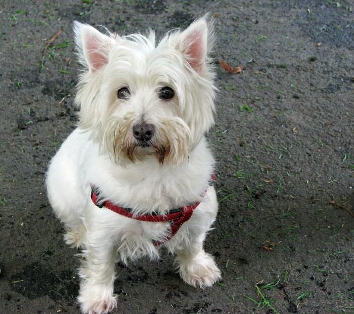 Las 10 razas de perro más fáciles de entrenar 