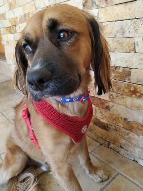 Estas son las razas de perros más populares en cada país del mundo