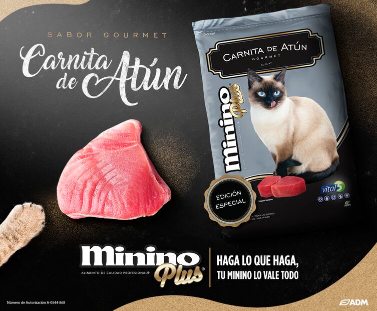 Fortalece los 5 órganos vitales de tu minino con su alimentación