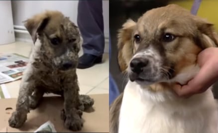 10 transformaciones de perros callejeros que sólo necesitaban amor