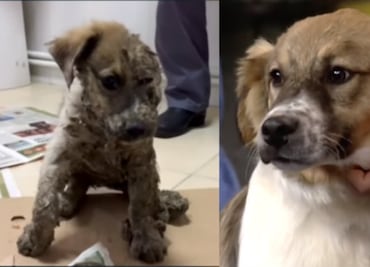 10 transformaciones de perros callejeros que sólo necesitaban amor