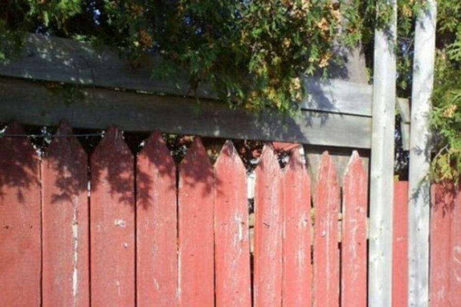 ¿Dónde está el gato? 10 imágenes de felinos escondidos que retan tu vista
