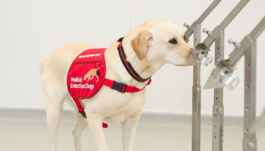 Entrenan a perros para detectar a personas con coronavirus