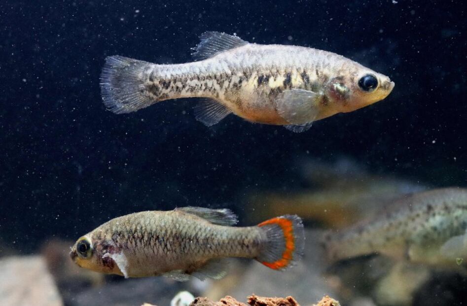 Pez tequila regresa a Jalisco, la especie mexicana se salvó de la extinción
