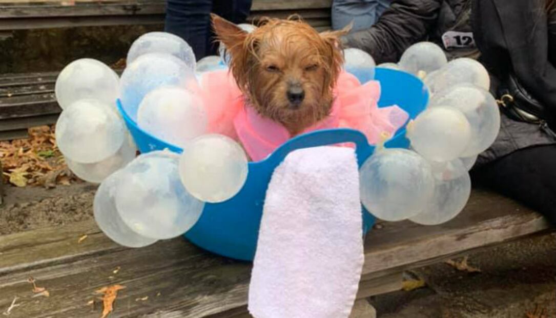 Los 10 mejores disfraces de Halloween para perros