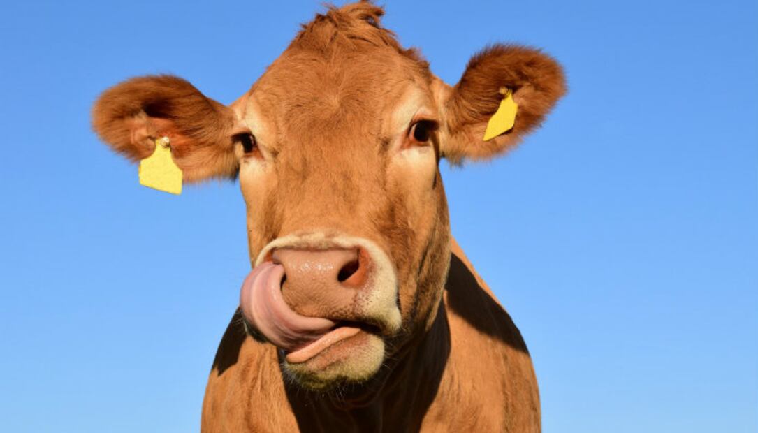 10 alimentos y bebidas que los veganos NO comen