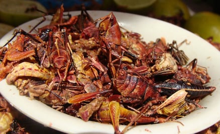Chapulines, el “súper ingrediente” que podría alimentar a 9 millones de personas