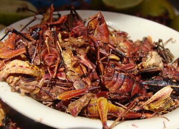 Chapulines, el “súper ingrediente” que podría alimentar a 9 millones de personas