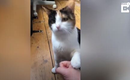 VIDEO: Gatita sorda se comunica con lenguaje de signos con sus dueños