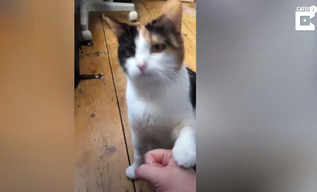 Imagen de Caters Clips en YouTube