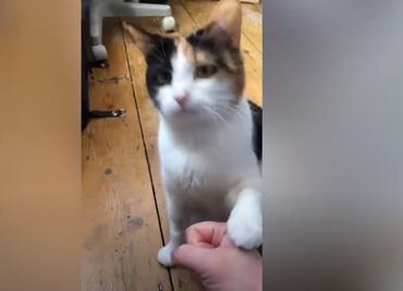 VIDEO: Gatita sorda se comunica con lenguaje de signos con sus dueños