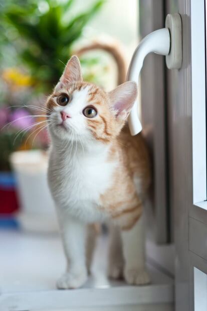 5 cosas que los gatos odian de las personas