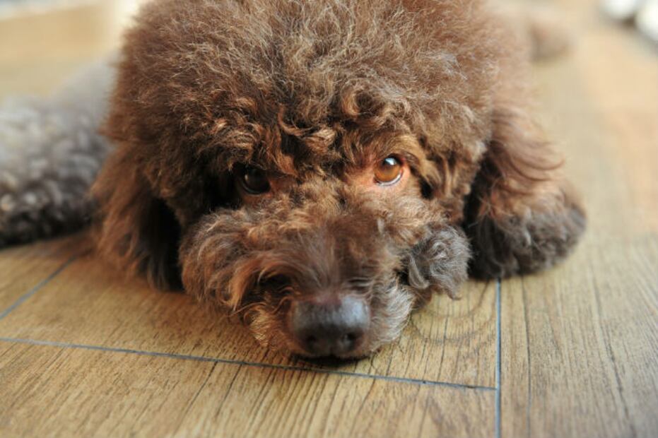 10 razones por las que los perros son nuestros ángeles
