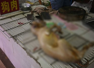 China continúa vendiendo carne de perro y gato en plena pandemia