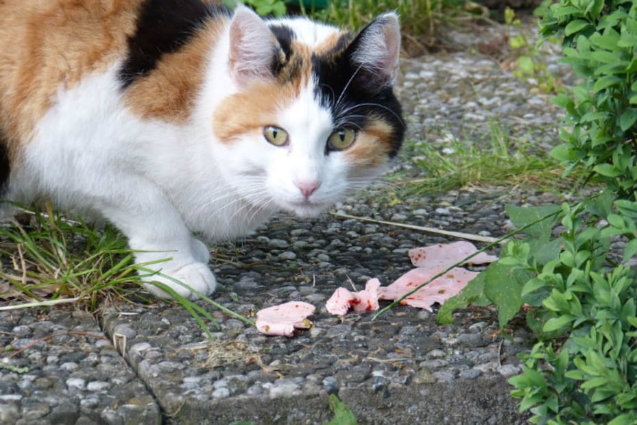 Perros y gatos… ¿vegetarianos?