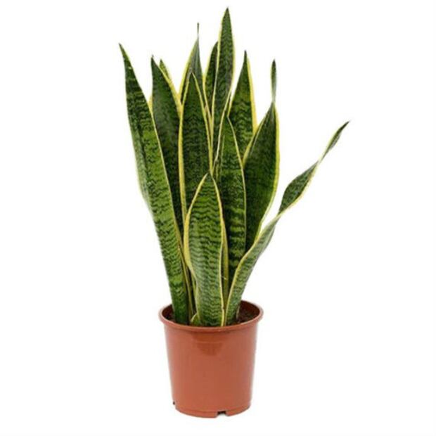 5 plantas que la NASA recomienda para purificar el aire en tu casa