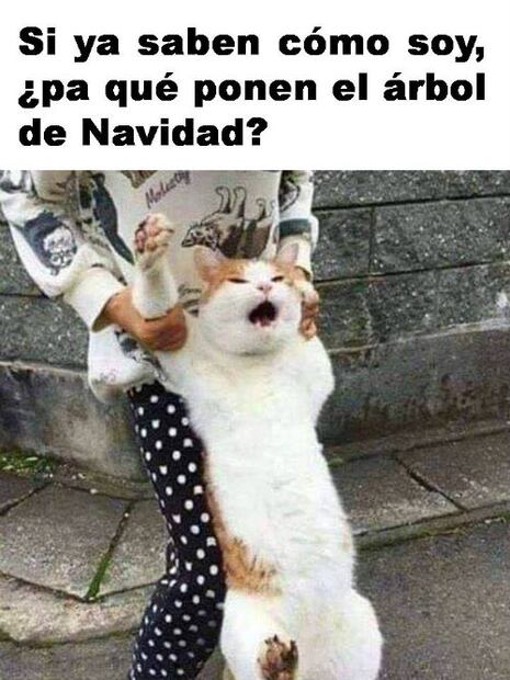 Los 10 mejores memes de Gatos Vs. Árboles de Navidad