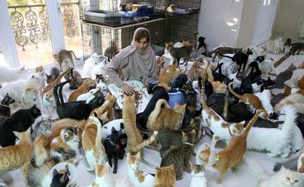 Mujer adopta 480 gatos de la calle porque son “más fieles que los humanos”