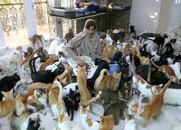 Mujer adopta 480 gatos de la calle porque son “más fieles que los humanos”