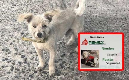 Gasolin, el perrito empleado de una gasolinería e influencer en Instagram