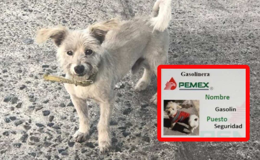 Foto: Instagram @super_gasolin