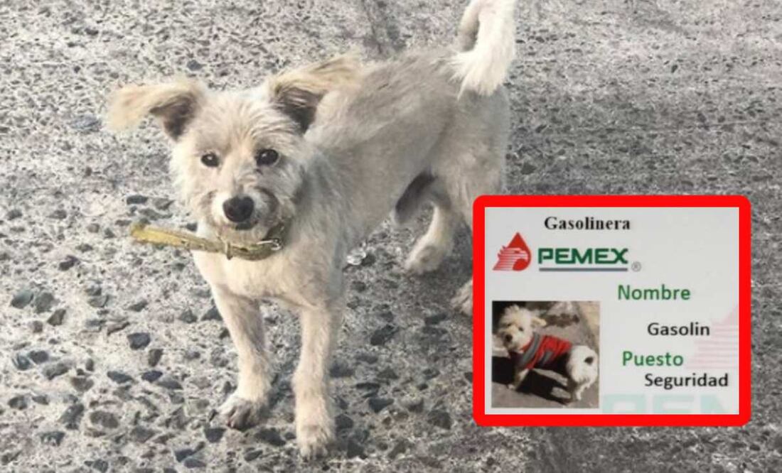 Foto: Instagram @super_gasolin