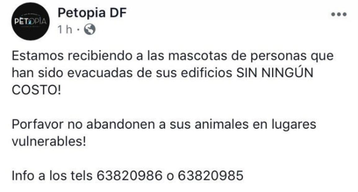 Tras el sismo… ¡Así puedes ayudar a las mascotas!