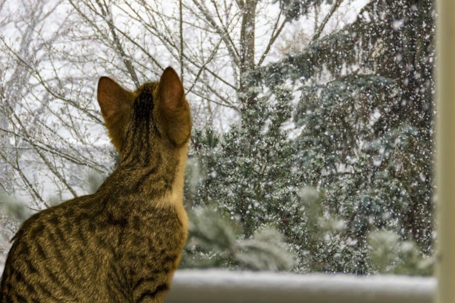¿Los gatos sienten frío? 10 consejos para cuidar a tu minino del frío