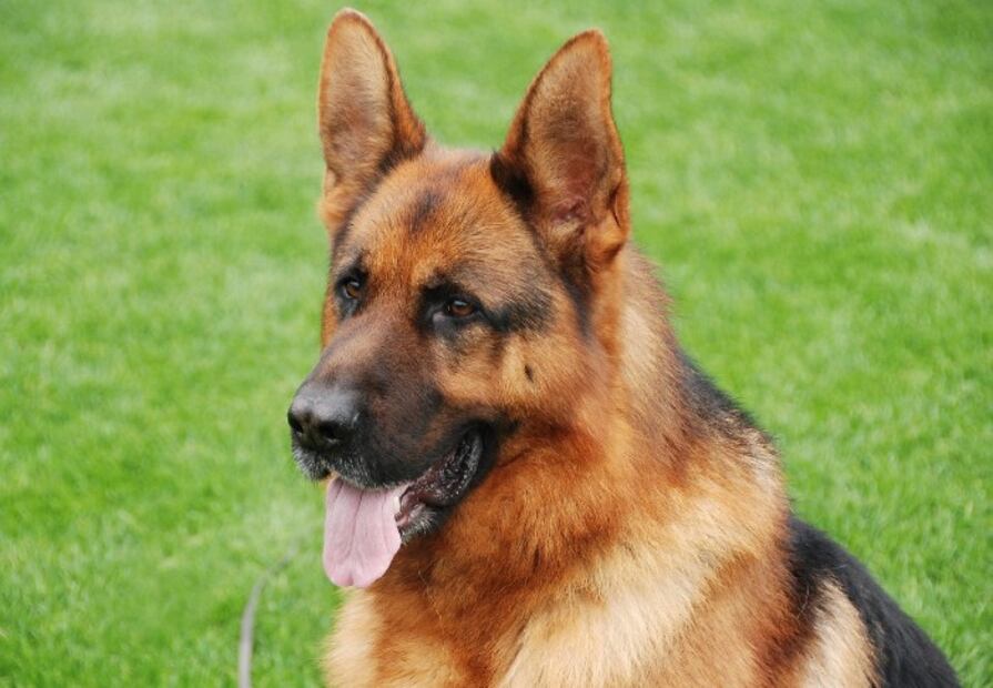 Estas son las razas de perros más populares en cada país del mundo