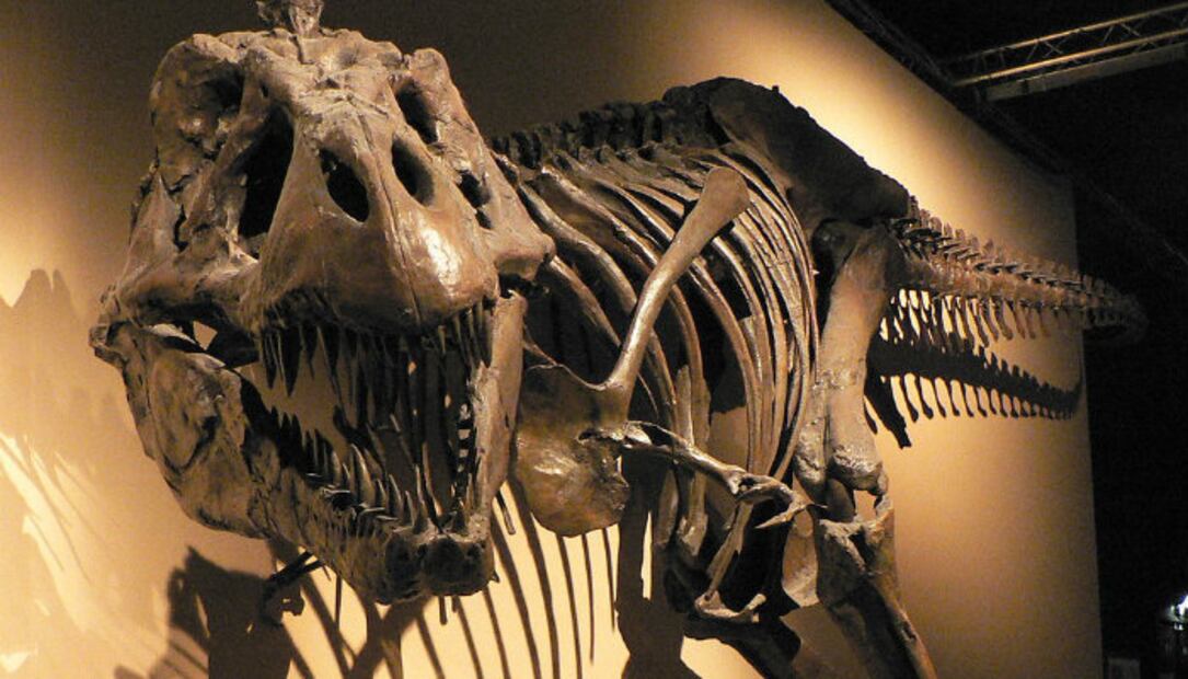 Gallinas y avestruces, los parientes cercanos de los salvajes T-Rex