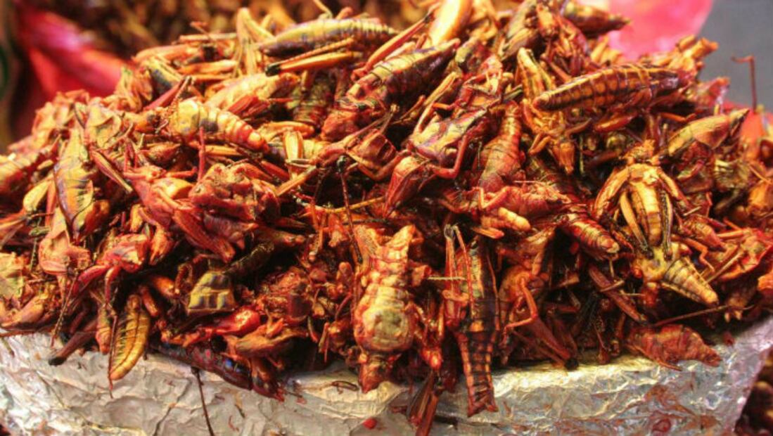 Chapulines, el “súper ingrediente” que podría alimentar a 9 millones de personas
