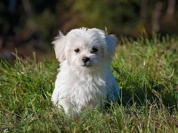Las 10 razas de perros que viven más tiempo
