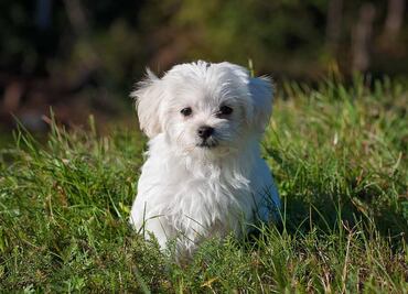 Las 10 razas de perros que viven más tiempo