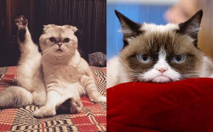 ¡Son millonarios! Los 5 gatos más ricos del mundo