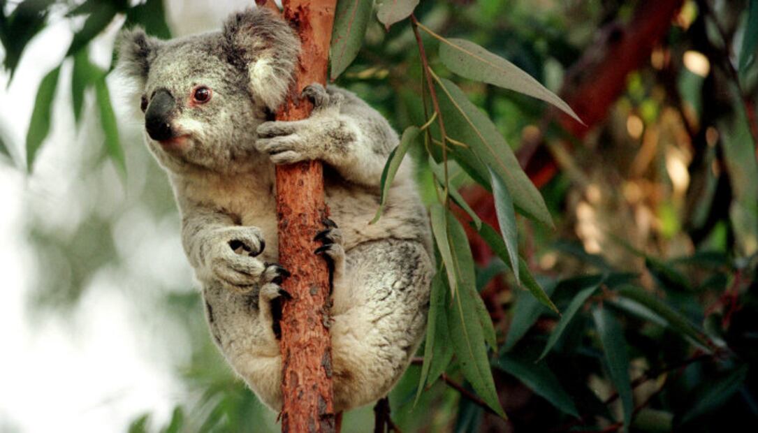¿Adiós a los koalas? Los declaran “funcionalmente extintos”