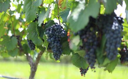 Fiesta de la Vendimia 2022 en Querétaro… ¡Lánzate al pisado de uvas!