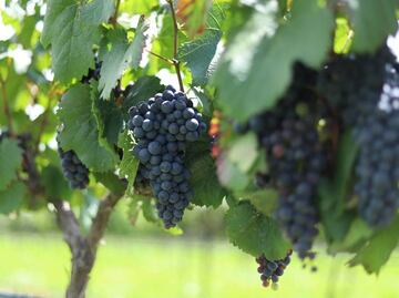 Fiesta de la Vendimia 2022 en Querétaro… ¡Lánzate al pisado de uvas!