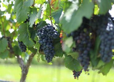 Fiesta de la Vendimia 2022 en Querétaro… ¡Lánzate al pisado de uvas!