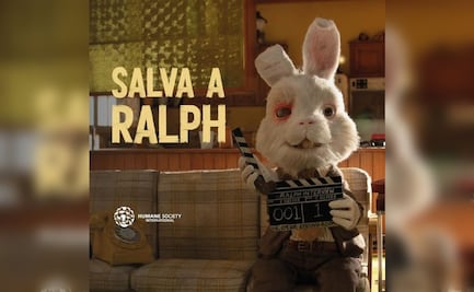 ¿Qué hay detrás de #SaveRalph? La cruel campaña para prohibir pruebas en animales